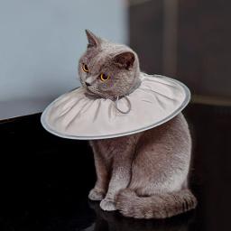 Colar médico protetor anti-mordida para recuperação de animais, Colar ajustável para gato e cachorro, Colar de recuperação de cone - Image 2