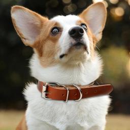 Cão rolado colar de couro ajustável metal fivela coleiras para cães suprimentos para animais de estimação coleiras para cães médio e grande presente para cão - Image 5