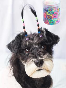 Bandas De Borracha Coloridas Pet, cão pequeno Suprimentos, produtos De Cabelo Elástico, Grooming Acessórios - Image 1