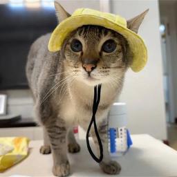 Chapéu de gato com furos de orelha, estilo tingido, boné de estimação, acessórios de higiene, chapéu engraçado Sphynx - Image 4