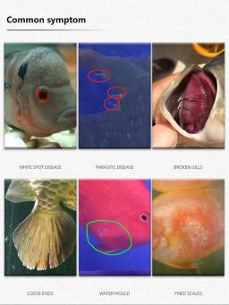 Solução Azul Metileno Peixes Ornamentais para Aquário, Remoção de Manchas Brancas e Doença de Peixes, Medicina, Koi Goldfish Betta, 310ml - Image 3