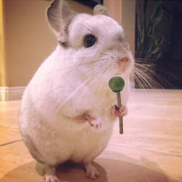 1/2 pçs natural coelho hamster grama mascar varas de comida para animais de estimação brinquedo lanche natural para hamsters coelho cobaia chinchilas esquilo - Image 6