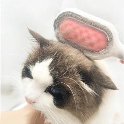 Escova dupla face de massagem mágica para animais de estimação, depilação, pente injetável de água, cuidados com a pele, beleza, cães e gatos, magia - Image 2
