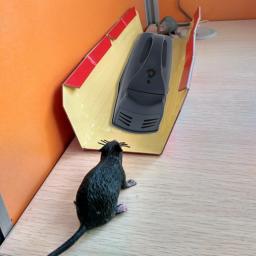 Mouse eletrônico e rato Armadilha, Roedor Pest Killer, Controle Remoto, Zapper elétrica, Wi-Fi - Image 6