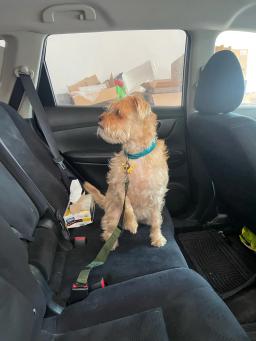 Trela de segurança ajustável para cães e gatos, cinto de segurança para carros, amortecedor de nylon, acessório para animais - Image 2