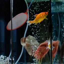 Ipetboom-Redes De Peixes De Aquário, Rede De Camarão, Aço Inoxidável, Rede De Aterragem De Peixes Pequenos, Filtro De Tanque De Malha - Image 5