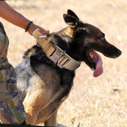 Coleira ajustável tática, fivela de metal, controle alça, apto para cães médios e grandes, cães de trabalho - Image 1