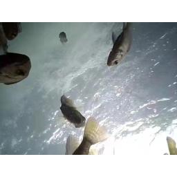 Localizador portátil da profundidade dos peixes com pacote integrado, câmera subaquática HD, câmera de pesca 70 °, 1080p, 4.3 Polegada, LCD - Image 6