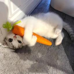 Carrot Cuddle Stick para gato, mordedor, placa anti-mordida, pet suprimentos, brinquedos sonoros, diversão, novo, 2024 - Image 1