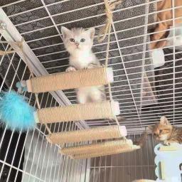 Vários tamanhos ponte de gato uso para gaiola de gato sisal corda escada de gato móveis para animais de estimação gato passo scratcher post gatinho brinquedos gato árvore torre - Image 3