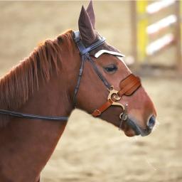 Ajustável hackamore cavalo bit couro marrom inglês ocidental brida acolchoada nariz curb corrente equestre equitação equipamentos esportivos - Image 1