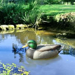 Decoy plástico do pato com quilha flutuante ponderada, Pesca e caça - Image 1