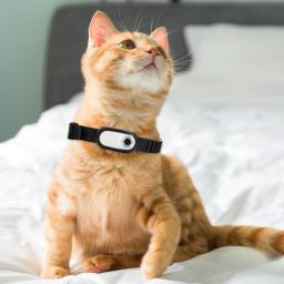 Câmera Collar Wireless para Animais de Estimação, Mini Body Cam, Gravações de Vídeo para Cães e Gatos, Sem WiFi Necessário, Presente de Aniversário, HD 1080P - Image 4