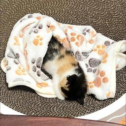 Cobertor de lã quente para animais de estimação, pegada de gatinho, tapete para gatos pequenos, médios, grandes, cachorro, chihuahua, grosso, aconchegante, outono, inverno - Image 6