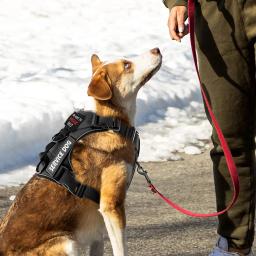 Arnês tático reflexivo para cães, colete para cães de pequeno e grande porte, treinamento de caminhada, suprimentos para cães ao ar livre, patches grátis - Image 4