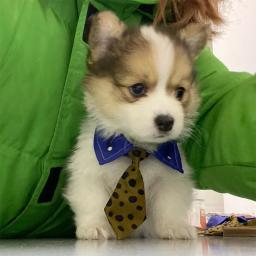 Anime Bow Tie Suprimentos para Pet, gatinho gravata, fantasia Cosplay, tirar foto adereços, Jujutsu Kaisen, Nanami Kento Tema, Acessórios Pet - Image 2
