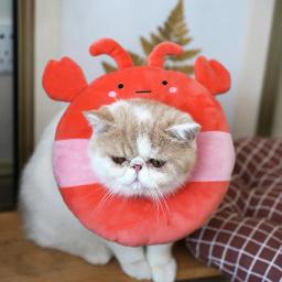 Colar protetor do cone para o gato, Colar bonito da recuperação, Cura ferida - Image 4