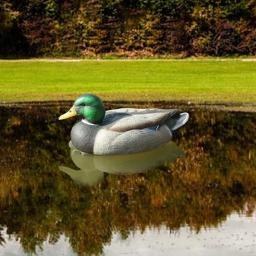 Decoy plástico do pato com quilha flutuante ponderada, Pesca e caça - Image 5