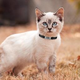 Ajustável Nylon Cat Tag Collar, Nome personalizado, ID personalizada, Bell Pet Products, Pequeno Breakaway rápido, Unisex Kitten Supplies, Tag Cat - Image 4