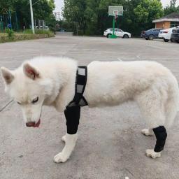 Suporte dianteiro ajustável para cães, joelheiras para animais de estimação, suporte traseiro, cuidados com cães, envoltório para cães pequenos e médios - Image 3