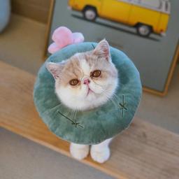 Cone Protetor Gato Nylon Pet Cone Dos Desenhos Animados Após Cirurgia Colar Elizabetano Cat Recovery Collar Pet Pescoço Cone Pet Acessórios - Image 5