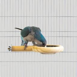 Bird Wood Stand Perch com comida ou água tigela de alimentação para papagaio, gaiola acessórios, periquito para calopsita - Image 5
