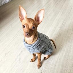 Roupas tricotadas para cães pequenos, camisola chihuahua, roupas quentes de inverno, camisola do gato da esfinge para York - Image 4