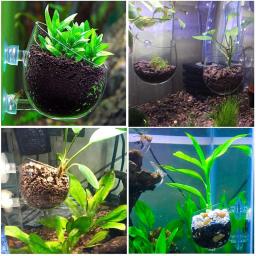Aquário Vidro Planta Vaso com Otários, Cilindro Cup, Aquático, Cultivar, Sementes, Coral, Musgo, Aquário, Decoração Acessório - Image 4