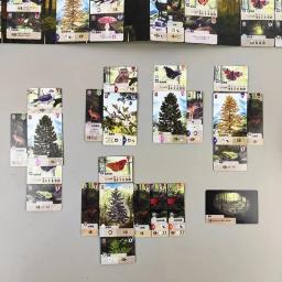 Pier turístico floresta shuffle versão em inglês floresta shuffle jogo de tabuleiro cartão de coleta jogo multijogador reunião casual - Image 6