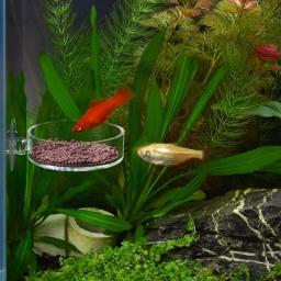 Prato de alimentação de camarão mini tamanho Tanque de peixes do aquário Alimentador de répteis Tigela com ventosa Material acrílico - Image 5