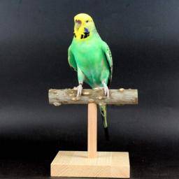 Pássaro poleiro suporte de mesa de madeira natural ramo t-forma barra de formação de moagem brinquedo para cockatiels conures budgies amor aves - Image 5
