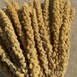 Papagaio De Grão Amarelo Painço Orelha De Trigo, Papagaio De Orelha De Painço De Shell Natural, Divida Hamster Stick, 500g - Image 4