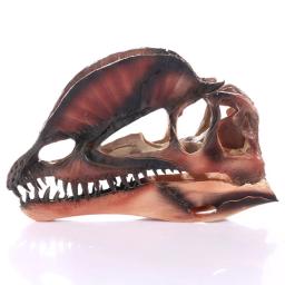 Modelo de dinossauro dilophosaurus resina artesanato cabeça crânio dinossauro fóssil esqueleto animal crânio estátuas artesanato ornamento adereços - Image 6