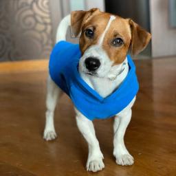 Roupas de cachorro de lã quente roupas de cachorro de estimação jaqueta colete com d-anel para cães pequenos gatos roupas de buldogue francês chihuahua casaco - Image 3