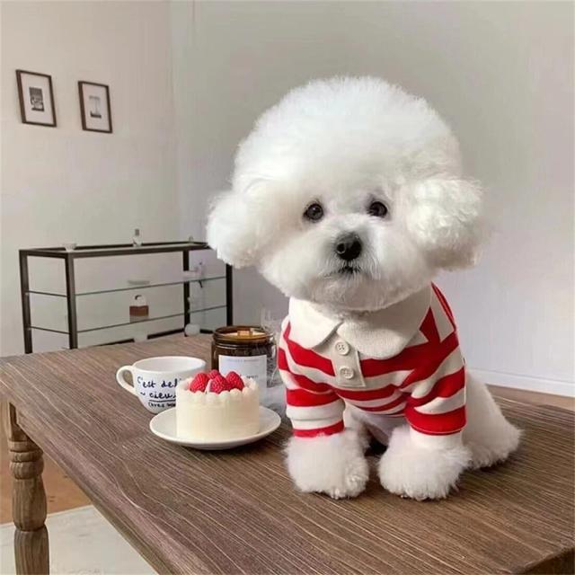 Roupas de Pelúcia para Cães: Conforto, Estilo e Tecido Respirável