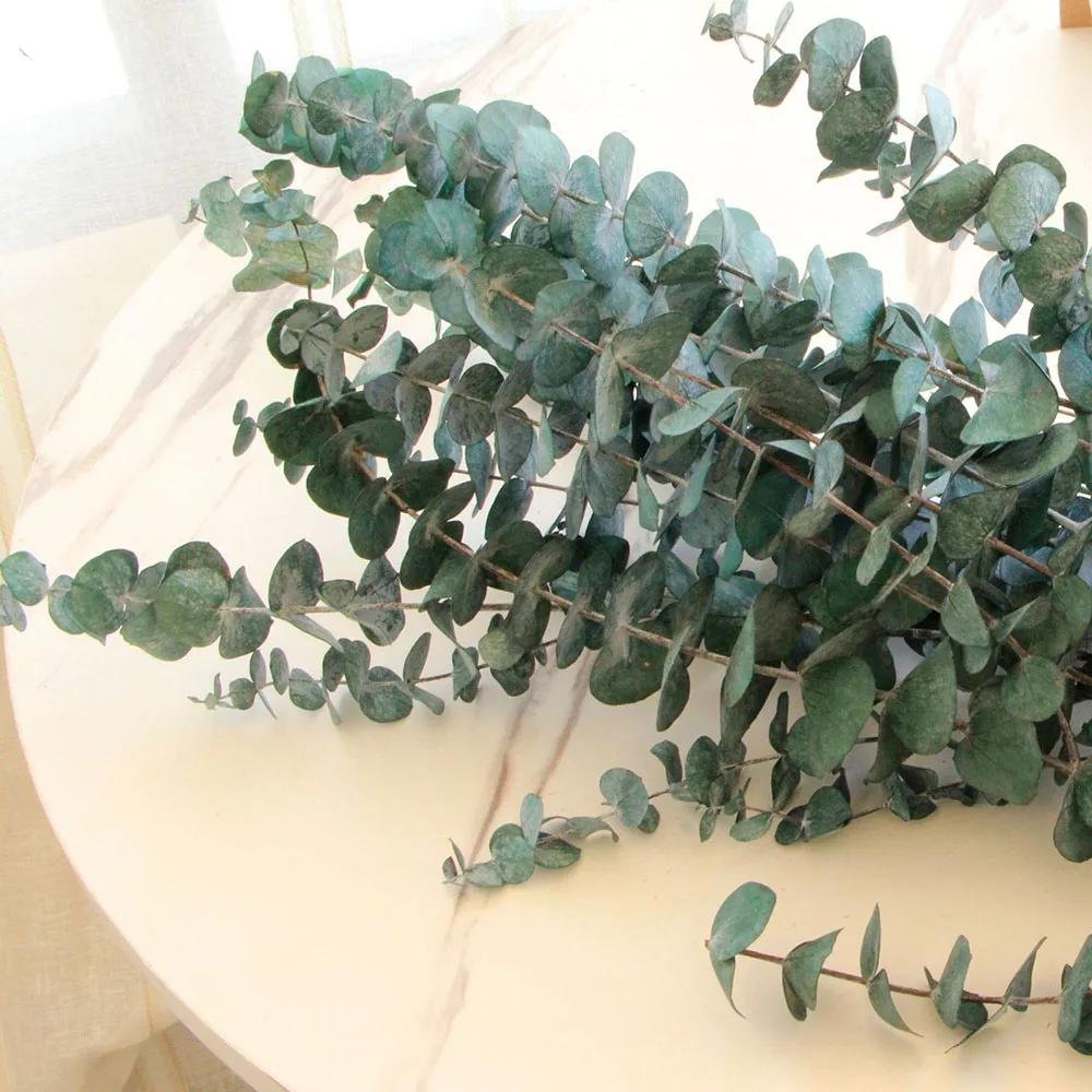 5/10 pçs natural preservado eucalipto deixa grande ramo arranjo de flores diy artesanato decoração casa seca folhas de eucalipto - Image 1