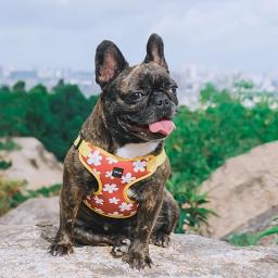 Respirável malha colete estilo cão arnês conjunto, confortável e não-retrátil animal de estimação tração, pequeno, conjunto de duas peças - Image 5