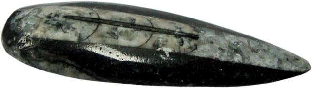Grande Escudo de Orthoceras: Especime Pedras Extra Longas e Únicas
