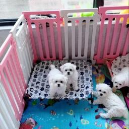 Dobrável portátil elevada Pet Bed, Four Seasons Acessórios, cão e gato casa, removível Camping cama - Image 5