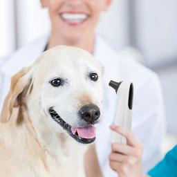 Termômetro digital para medição animal, sem contato, altamente preciso, Pet Shop, cão e gato orelha, Acessórios veterinários - Image 1