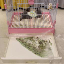 Tapete De Fraldas De Plástico Descartável Para Animais Pequenos, Filme Universal De Banheiro, Rabbit Cage Liner, Coelho Mat, Substituição, 4 Tamanhos, 50Pcs - Image 4