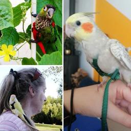 Trela ajustável para animais de estimação, pássaro, papagaio, tiras de tração voadora ao ar livre, corda de treinamento anti-mordida, acessórios para pombos - Image 6