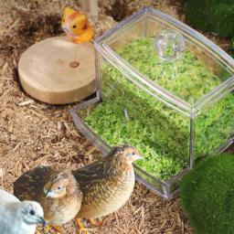 Alimentador Automático de Alimentos de Frango Rutina, Grande capacidade, Anti-tombamento, Food Box, Suprimentos de alimentação para animais pequenos - Image 4
