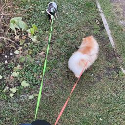 Auto Retrátil Dual Dog Leash, Pet fornecimentos, Double-Ended corda de tração, lanterna, saco de resíduos, Box Roulette, 3m - Image 6