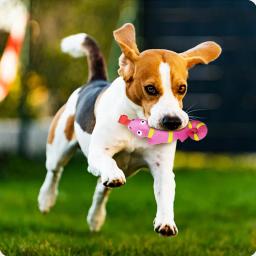 Látex Squeaky língua brinquedo para animais de estimação, dentes limpos, crocodilo, aperto vocal, divertido, alívio do estresse, gatos e cães suprimentos, novo - Image 6