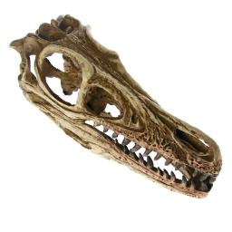 MGT-High Precision Ensino Modelo Dinossauro, Velociraptor Fóssil, Resina Crânio, Estátua Esqueleto - Image 4