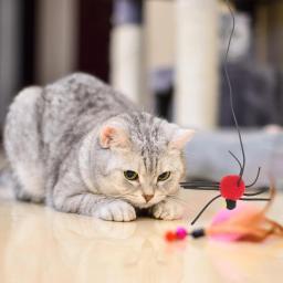 Porta suspensa interativa para gato, brinquedo de cordão elástico, gatinho saltando, brinquedo aranha de pelúcia, pet pet pet pet de brinquedo vermelho - Image 6