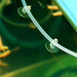 5pcs Aquário Otário Ventosa Para 4mm Air Line Pipe Tubo Fio Titular Usado Otário Para Superfície De Vidro Peixe Supples NOVO - Image 6