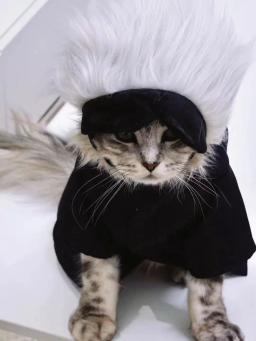 Jujutsu Kaisen Gojo Satoru Pet Eye Mask Suprimentos, Cat Cosplay Chapelaria, Decoração Do Chapéu, Headdress Foto, Peruca Do Cão - Image 5