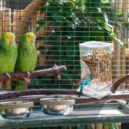 Alimentador Automático De Gaiola De Pássaro, Parrot Food Drink Feeder, Cup Bowls para MessBird - Image 3
